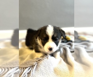 Welsh Cardigan Corgi Puppy for sale in CLARION, IA, USA