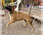 Small #3 Great Dane Mix