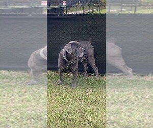 Father of the Cane Corso puppies born on 02/12/2024