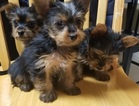 Small Photo #26 Yorkshire Terrier Puppy For Sale in SUWANEE, GA, USA