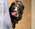 Small #10 Basset Hound-Labrador Retriever Mix
