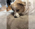 Small #10 Great Pyrenees
