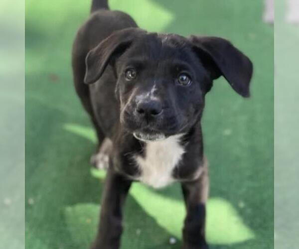 Medium Photo #14 Labrador Retriever-Unknown Mix Puppy For Sale in San Diego, CA, USA