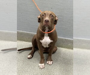 Mutt Dogs for adoption in Las Vegas, NV, USA