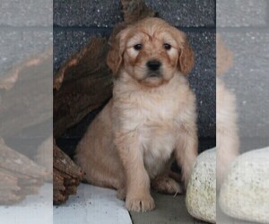 Goldendoodle Puppy for sale in FREDERICKSBURG, OH, USA