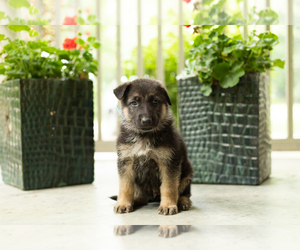 German Shepherd Dog Puppy for sale in GOSHEN, IN, USA