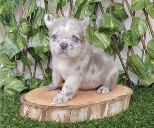 French Bulldog Puppy for sale in LITITZ, PA, USA
