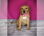 Small #8 Golden Retriever