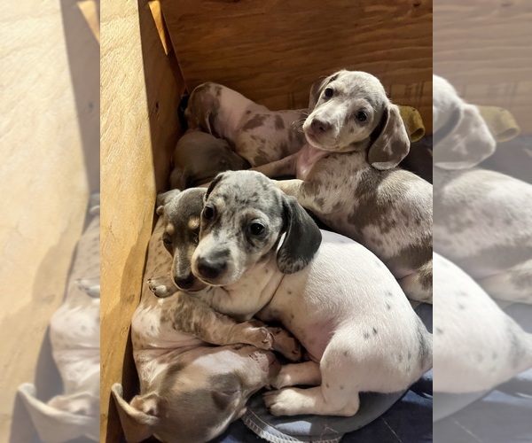 Medium Photo #134 Dachshund Puppy For Sale in LAKEBAY, WA, USA