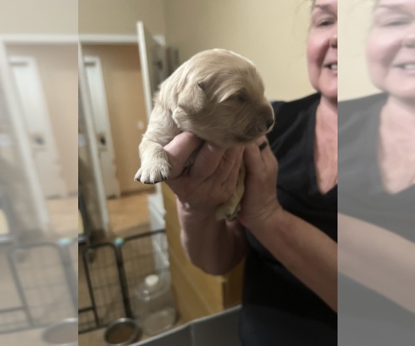 Medium Photo #8 Golden Retriever Puppy For Sale in PEORIA, AZ, USA