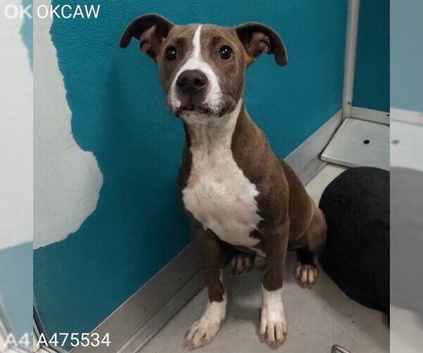 Medium Photo #1 American Staffordshire Terrier-Unknown Mix Puppy For Sale in Oklahoma City, OK, USA