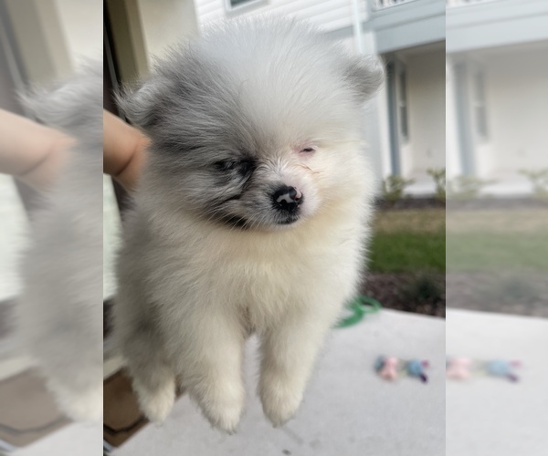 Medium Photo #16 Pomeranian Puppy For Sale in ORLANDO, FL, USA