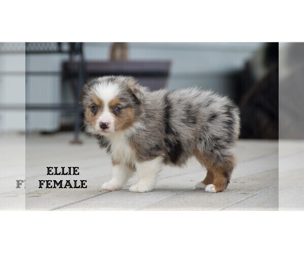 Medium Photo #13 Aussie-Corgi Puppy For Sale in CLARE, MI, USA