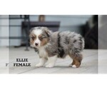 Small #12 Aussie-Corgi