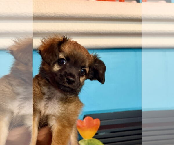 Medium Photo #3 Chiranian Puppy For Sale in San Francisco, CA, USA