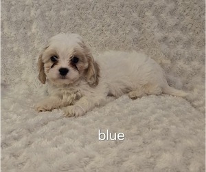 Cavachon Puppy for sale in HOMELAND, CA, USA