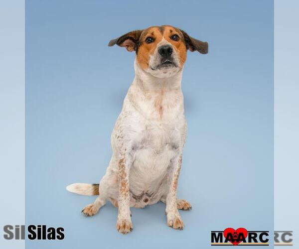 Medium Photo #6 Mutt Puppy For Sale in Maryville, TN, USA