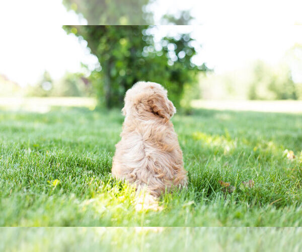 Medium Photo #11 Goldendoodle (Miniature) Puppy For Sale in WARSAW, IN, USA