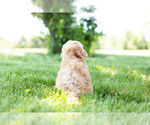 Small Photo #11 Goldendoodle (Miniature) Puppy For Sale in WARSAW, IN, USA
