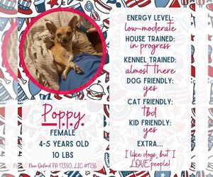 Chihuahua-Unknown Mix Dogs for adoption in New Oxford , PA, USA