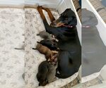 Small #2 Doberman Pinscher