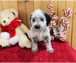 Small Photo #8 Dalmadoodle Puppy For Sale in TRENTON, MO, USA