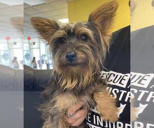Mutt Dogs for adoption in Rockwall, TX, USA