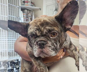 Medium French Bulldog Mix