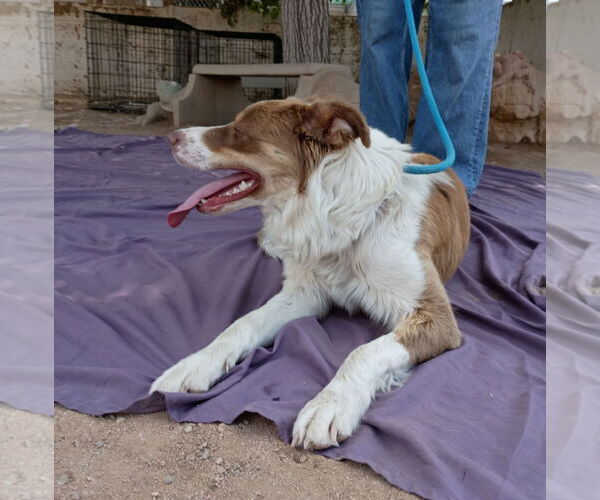 Medium Photo #6 Border-Aussie Puppy For Sale in Apple Valley, CA, USA