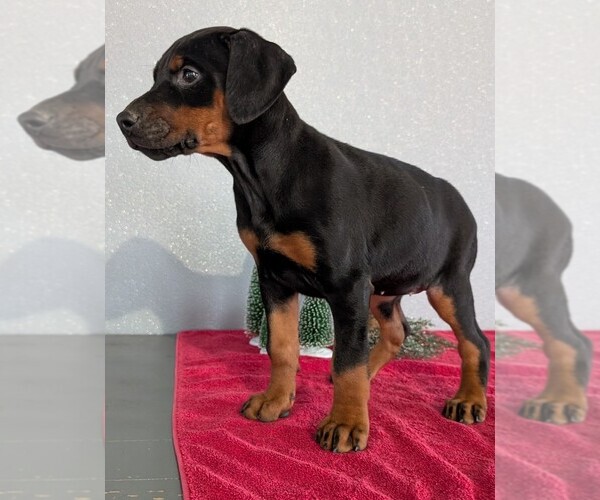 Medium Photo #39 Doberman Pinscher Puppy For Sale in GOSHEN, IN, USA