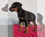 Small #3 Doberman Pinscher