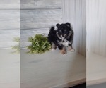 Puppy 0 Pomeranian-Poodle (Toy) Mix