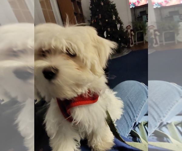 Medium Photo #1 Maltese Puppy For Sale in LIMESTONE, TN, USA