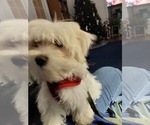 Small Photo #1 Maltese Puppy For Sale in LIMESTONE, TN, USA