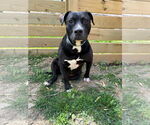 Small #9 American Pit Bull Terrier Mix