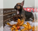 Small Photo #2 French Bulldog Puppy For Sale in ADELAIDE, WA, USA