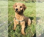 Small Photo #1 Maltipoo Puppy For Sale in IRVINGTON, KY, USA