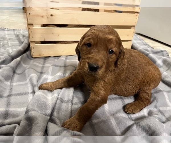 Medium Photo #1 Golden Irish Puppy For Sale in FAIRVIEW, KS, USA