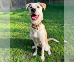 Small #24 Huskies -Labrador Retriever Mix