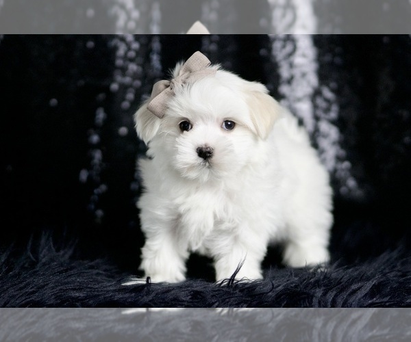Medium Photo #6 Maltese Puppy For Sale in WARSAW, IN, USA