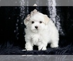 Small #5 Maltese