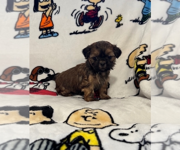 Medium Photo #26 Zuchon Puppy For Sale in NEW YORK MILLS, MN, USA