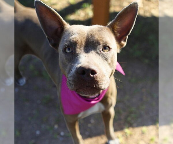 Medium Photo #1 American Pit Bull Terrier-Unknown Mix Puppy For Sale in San Antonio, TX, USA