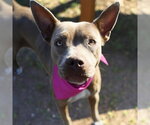 Small American Pit Bull Terrier Mix