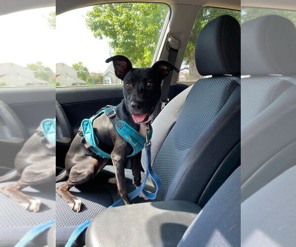 Medium Photo #6 American Pit Bull Terrier-Labrador Retriever Mix Puppy For Sale in Wenonah, NJ, USA