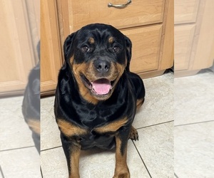 Mother of the Rottweiler puppies born on 03/22/2024