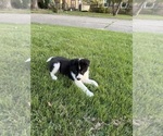 Small Border Collie-Collie Mix