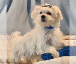 Small Photo #1 Maltese Puppy For Sale in Bon Carbo, CO, USA
