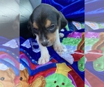 Small Photo #18 Welsh Foxhound  Puppy For Sale in AIKEN, SC, USA