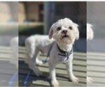 Small #2 Maltipoo (Miniature)